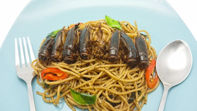 யாழ் ஹோட்டல் ஒன்றில் கரப்பான் பூச்சியுடன் வழங்கப்பட்ட நூடில்ஸ்!