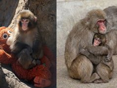 தாயால் கைவிடப்பட்ட குட்டிக் குரங்கு மீண்டும் தனது கூட்டத்துடன் இணைந்தது – வைரலான வீடியோ